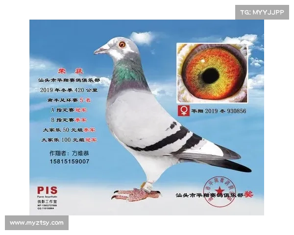 山东东营赛鸽俱乐部